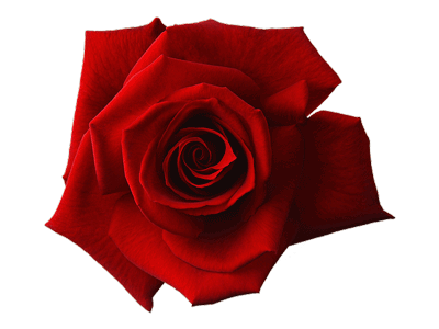 image of a red rose